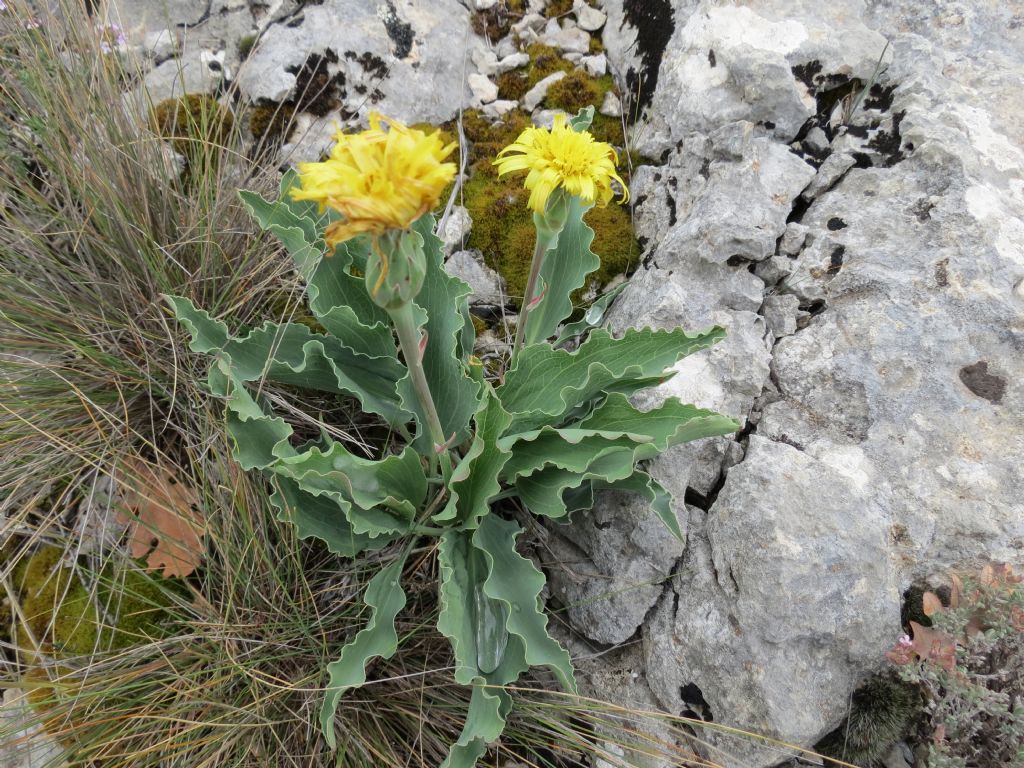 Scorzonera austriaca / Scorzonera barbuta